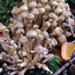 Fungi in the wood